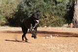 CANE CORSO 093